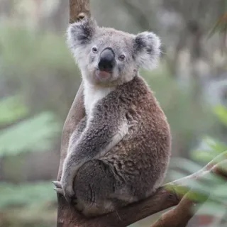 🐨 koala, animal, wildlife, marsupial, australia, cute, tree telegram sticker