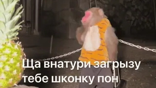 😍 Ща внатури загрызу тебе шконку пон 원숭이, 파인애플, 동물, 텍스트, 웃긴 telegram sticker
