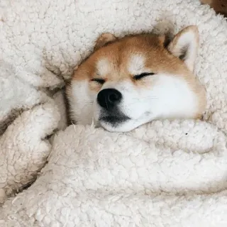 🌙 dog, sleeping, shiba inu, cute, animal, pet telegram sticker