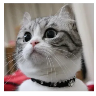 🥺 cat, pet, animal, cute, domestic whatsapp sticker