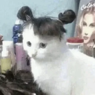 😊 gato, corte de cabelo, animal, animal de estimação, engraçado, fofo telegram sticker