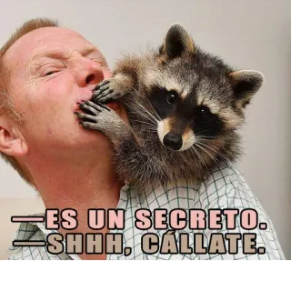 🤫 ES UN SECRETO. SHHH, CÁLLATE. rakun, pria, rahasia, sst, lucu, binatang whatsapp sticker