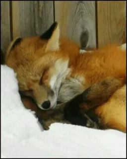 🍁 fuchs, schlafend, tier, wildtier, natur, schnee telegram sticker