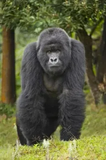 🙂 Gorilla, Animale, Fauna selvatica, Mammifero, Scimmia antropomorfa, Natura, Primate telegram sticker