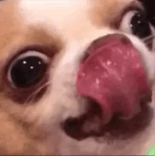 🖤 cane, chihuahua, leccare, animale, animale domestico, carino telegram sticker