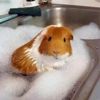 🚿 guinea pig, bath, bubbles, rodent, pet, animal, washing telegram sticker