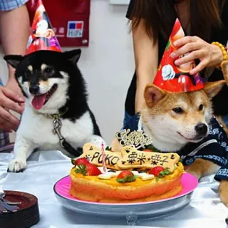 🎂 PUKO Hund, Party, Geburtstag, Haustier, Feier, Kuchen, Shiba Inu telegram sticker