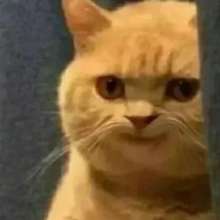 😏 gato, enojado, meme, gracioso, animal whatsapp sticker
