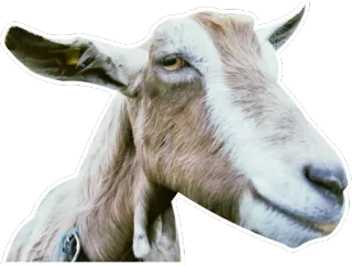 😌 goat, animal, farm, domestic animal telegram sticker