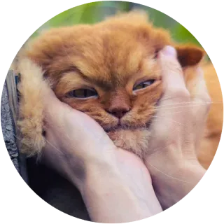 😭 kucing, hewan peliharaan, binatang, kucing oren, tangan, imut, lucu telegram sticker