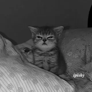 🕸 ipishy 猫, 小猫, 动物, 宠物, 可爱, 表情包 telegram sticker
