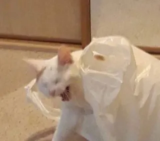 🤣 cat, animal, pet, plastic bag, funny, domestic animal telegram sticker