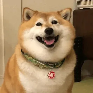 🐕 perro, shiba inu, lindo, animal, mascota, doge, feliz whatsapp sticker