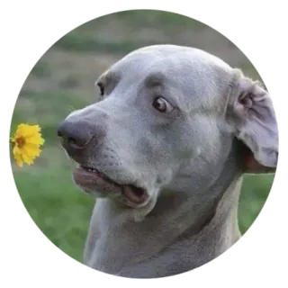 👀 Hund, Blume, süß, Tier, Haustier telegram sticker