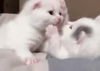 😍 gatinho, gatos, fofo, animais, animais de estimação, gatinhos brancos telegram sticker