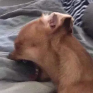 🤬 cane, chihuahua, animale, animale domestico, animale da compagnia telegram sticker