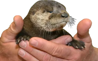 Otters Gotta Ott 2 telegram stickers