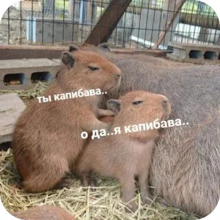 🥰 Ты капибава.. о да..я капибава.. capybara, rongeur, mignon, animal, mème whatsapp sticker