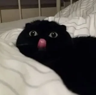 🐈 chat noir, chat, animal, mignon, animal de compagnie, mammifère, langue whatsapp sticker