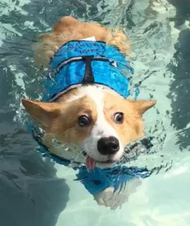🏊 DADDY'S BEST corgi, anjing, berenang, kolam renang, jaket pelampung, air telegram sticker