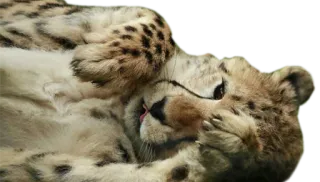 🌛 cheetah, animal, cat, wildlife whatsapp sticker