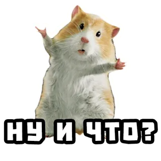 🤷‍♀️ НУ И ЧТО? hamster, binatang, pertanyaan telegram sticker