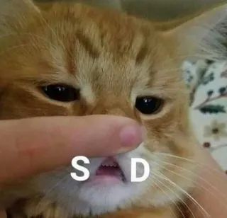 😩 S D gatto, triste, meme, animale, animale domestico, umorismo telegram sticker