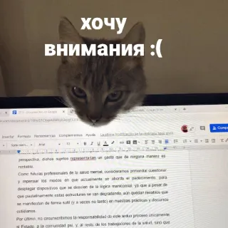 🤥 хочу внимания :( gato, meme, atenção, fofo, laptop telegram sticker