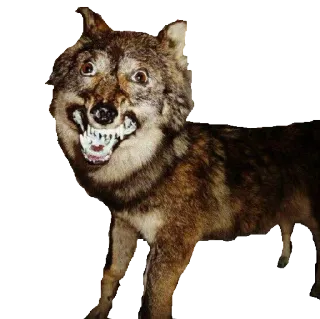 🐺 loup, animal, taxidermie, mème, drôle, effrayant whatsapp sticker