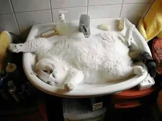 🚿 gato, pia, animal, animal de estimação, engraçado, fofo, preguiçoso whatsapp sticker
