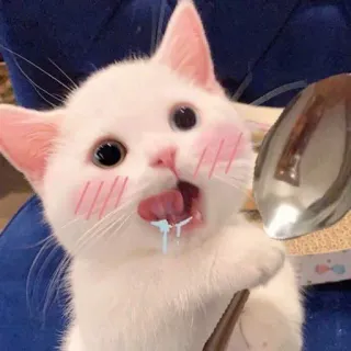 🤤 gato, gatito, lindo, animal, mascota, gato blanco, lamiendo telegram sticker