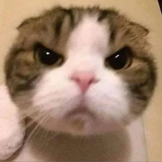 🤩 chat, en colère, félin, animal, mème, animal de compagnie, mignon whatsapp sticker
