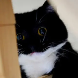 👹 cat, black and white, tuxedo cat, animal, cute, pet whatsapp sticker