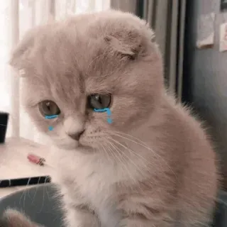 🐾 แมว, ลูกแมว, เศร้า, ร้องไห้, สัตว์, แมวบ้าน whatsapp sticker