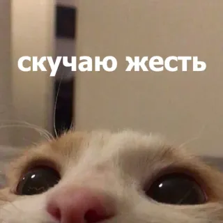 😒 скучаю жесть แมว, สัตว์, น่ารัก, สัตว์เลี้ยง, ตา, มีม telegram sticker