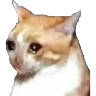 😢 кот, грустный, плачущий, мем, животное telegram sticker