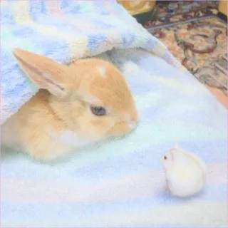🐰 rabbit, bunny, animal, cute, pet, domestic animal whatsapp sticker