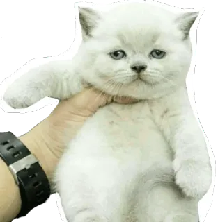 😐 кот, котёнок, животное, белый кот, питомец, милый whatsapp sticker