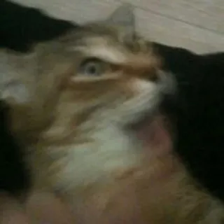 🙀 gato, animal, animal de estimação, animal doméstico, felino, fofo whatsapp sticker