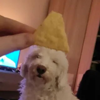 🥳 cão, animal, batata frita, comida, animal de estimação, fofo telegram sticker
