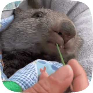 😀 wombat, animal, cute, marsupial whatsapp sticker