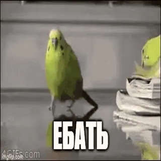 🤯 ЕБАТЬ pássaro, russo, ofensivo, palavrões, papagaio whatsapp sticker