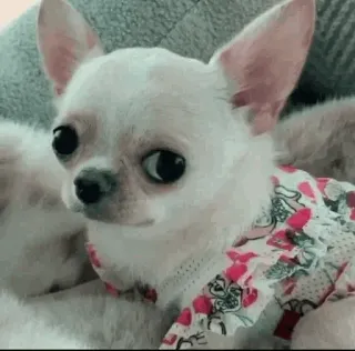 🐩 chihuahua, dog, pet, animal, cute telegram sticker