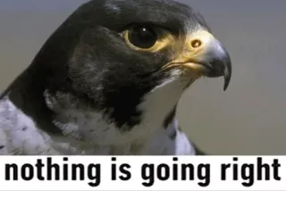 ☹ nothing is going right oiseau, faucon pèlerin, faucon, nature, triste, frustration telegram sticker
