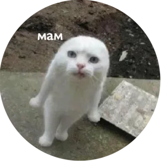 👀 мам kat, meme, dier, schattig, grappig whatsapp sticker