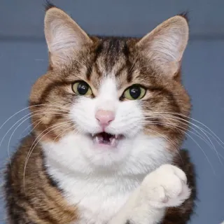 🙃 Katze, Tier, Säugetier, Haustier, Katzenartig, süß telegram sticker