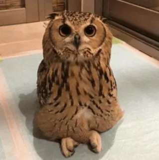 🧈 hibou, oiseau, animal, mignon, faune telegram sticker
