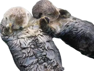 ❤️ nutria, nutria marina, animal, fauna, mamífero, lindo telegram sticker