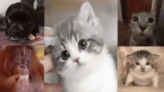 🌟 dog, cat, kitten, monkey, animals, cute, pets whatsapp sticker