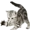 grey vibe ➜ @emoji1 telegram emojis 🐈⬛